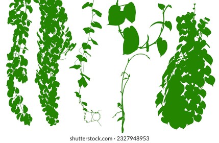 Plant flower, Vine Liana ivy plant bush nature jungle rainforest.