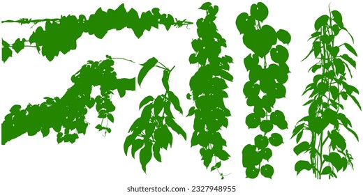 Plant flower, Vine Liana ivy plant bush nature jungle rainforest.