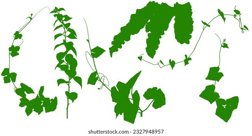 Plant flower, Vine Liana ivy plant bush nature jungle rainforest.