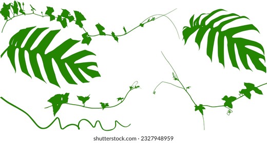 Plant flower, Vine Liana ivy plant bush nature jungle rainforest.