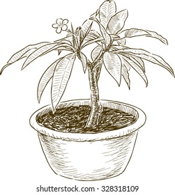 plant in a flowerpot