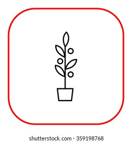 Plant in flowerpot