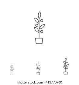 Plant in flowerpot