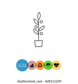 Plant in flowerpot