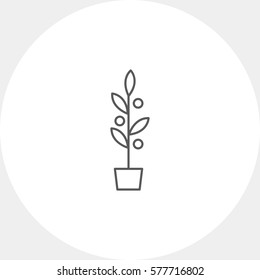 Plant in flowerpot