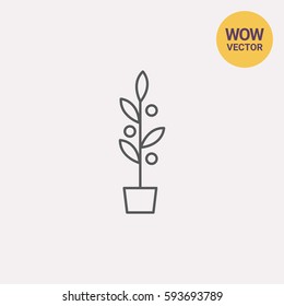 Plant in flowerpot