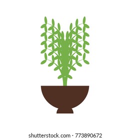 plant in a flowerpot