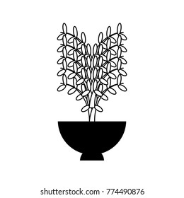 plant in a flowerpot