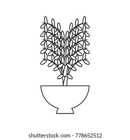 plant in a flowerpot