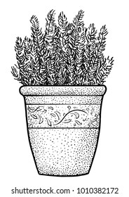 Plant in flowerpot illustration, drawing, engraving, ink, line art, vector