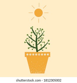 plant in flowerpot under the sun