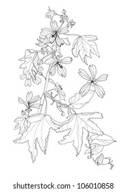 plant with flowers