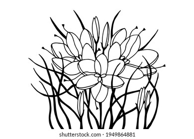 Flores vegetales Crocus, Saffron. Ilustración de material vectorial eps10. Dibujo manual, contorno, aislamiento sobre un fondo blanco.