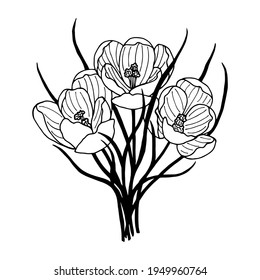 Plant flowers Crocus, Saffron. Vector stock illustration eps10. Hand drawing, outline, isolate on a white background.