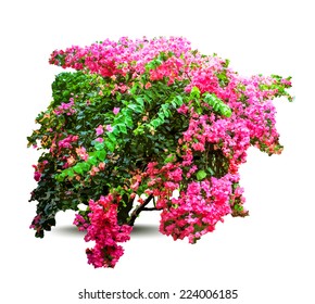 Plant with flowers and leaves. Decorative tree. Vector