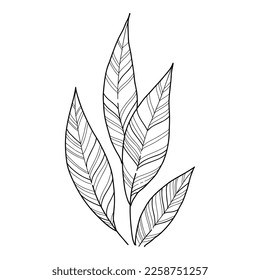 Plant forest icon outline, hand drawn vector. Garden drawing. Botanical oak