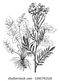 A plant of the genus Cardamine growing in temperate regions and has flat pods and wingless seeds, vintage line drawing or engraving illustration.