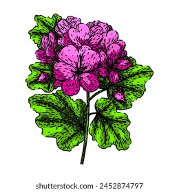plant geranium hand drawn. colorful summer, perennial red, beauty bloom plant geranium vector sketch. isolated color illustration
