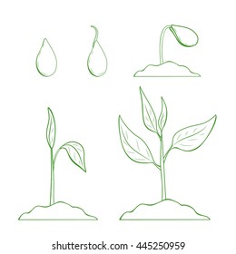 Plant germination from seed to sprouts. Life cycle phases evolution. Isolated green outline sketch on white background.