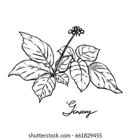 Plant ginseng, monochrome