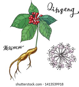 plant ginseng, with root and flower, ingredients for cosmetics