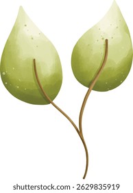 Plant, gooseberry, long leaf, flora