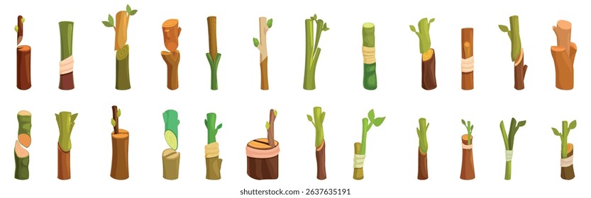  Plant grafting icons set. Grafting process showing different stages of plant propagation technique, using scions and rootstocks for horticulture and agriculture