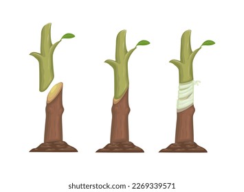 Plant grafting method process information illustration vector