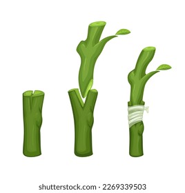 Plant grafting technique information illustration vector