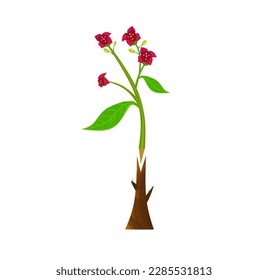 Plant grafting technique information illustration vector