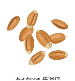 Plant grain, wheat seeds and cereals. Grains and beans vector illustration. Buckwheat, millet, corn, rice, oat, wheat. Harvest and vegetarian concept