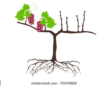 Plant of grapes on a white background.
