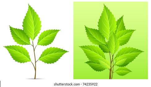plant with green leaf on white background illustration vector