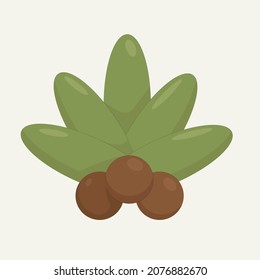 plant of green leaves with three nuts, fruits