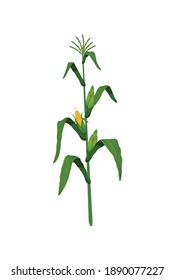 Plant with green and ripe corn on white background realistic vector illustration