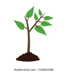 Plant in ground