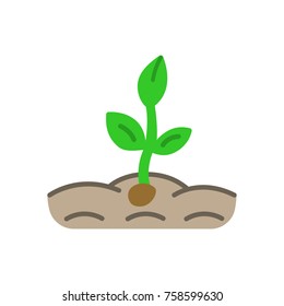 the plant in the ground