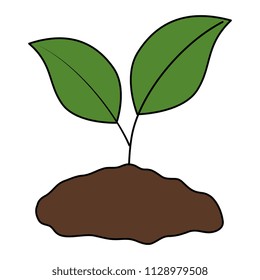 plant and ground ecology