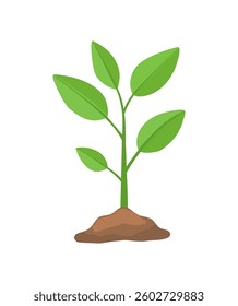 Plant in the ground. Green sprout. Vector color flat illustration. Isolated green plant on white background. Editable EPS 10 template.