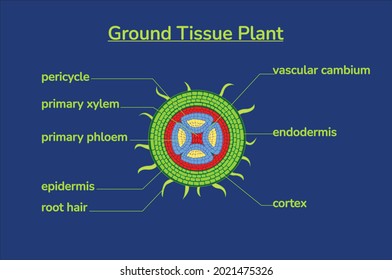 Plant ground Root Tissue Structure Diagram