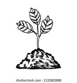 a plant in the ground. vector isolated on white background.