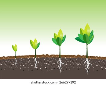 plant grow up in a moment, vector