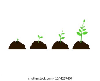 plant grow  stages vector seed growth speed steps