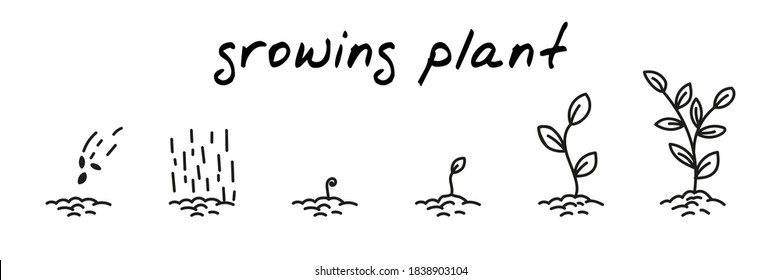 Plant growing concept handdrawn illustration. Cute cartoon vector clip art with 6 illustrations depicting different stages of plant growth from sowing to leaves. Black and white linear sketch