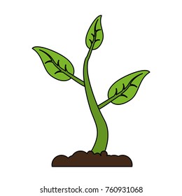 Plant growing from ground