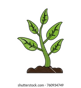 Plant growing from ground