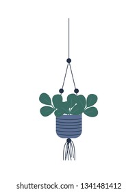 Plant growing in hanging pot botanical decoration for home. Floral decor leaves, houseplant vector, green wide foliage, isolated potted evergreen flowering