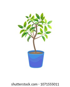 Plant Growing Lemon Tree in Pot Isolated on White Background for Web and App. Vector illustration