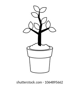 Plant growing on pot