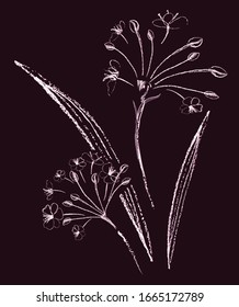 A plant growing on the shore of fresh water. Butomus ombellatus or peak flower. Botanical illustration with a textured brush. Isolated image on a dark background. Vector graphics.